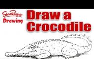 Как рисовать животных: крокодилы, аллигаторы, кайманы и гавиалы