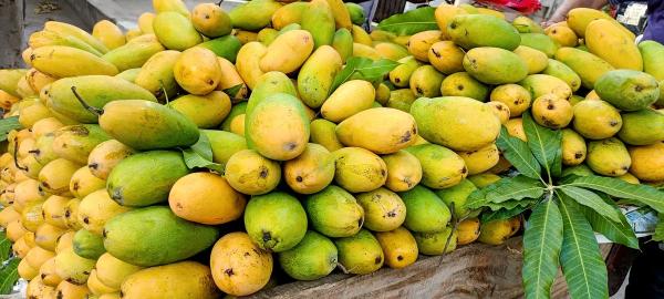 Сезоны манго: в каких странах и когда пробовать короля фруктов